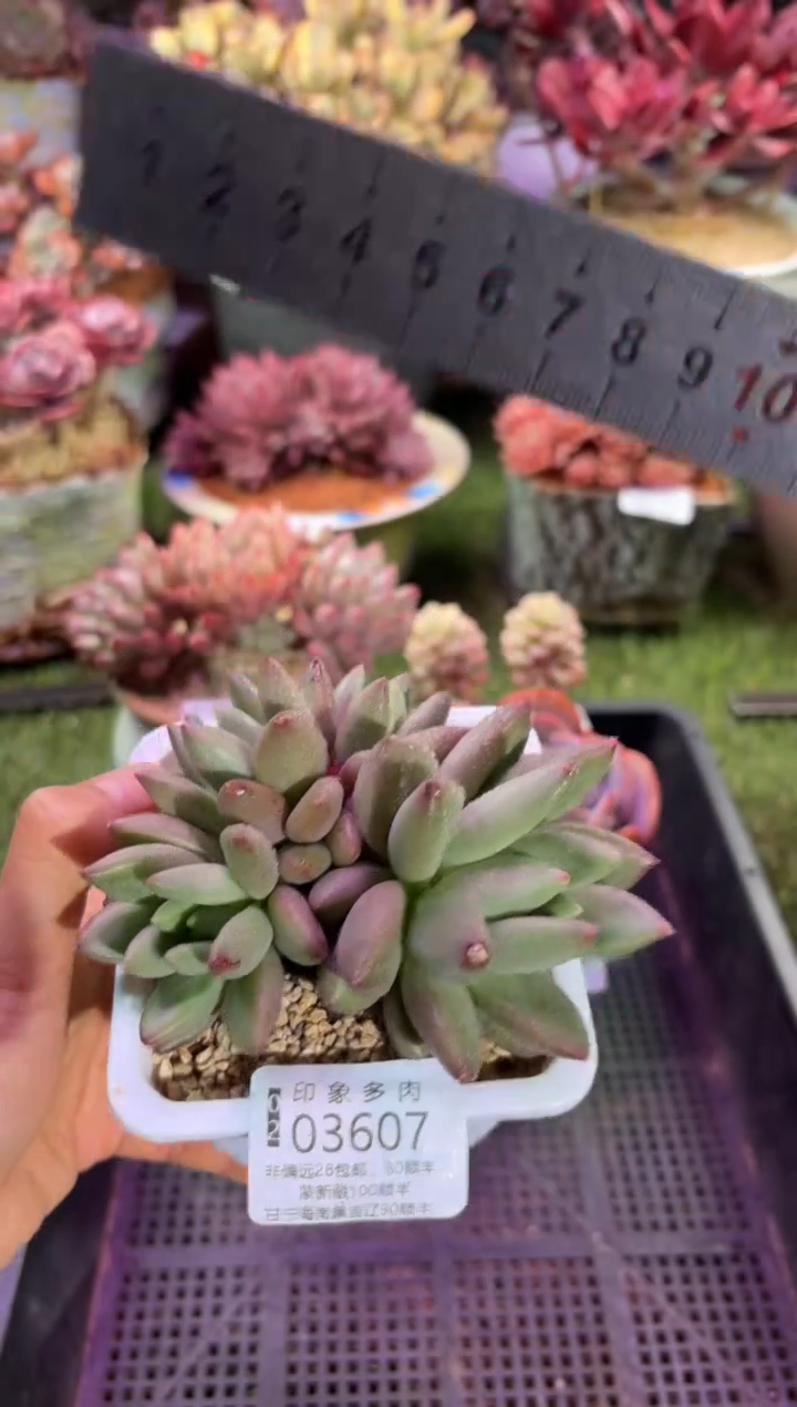 【闪购商品】03607