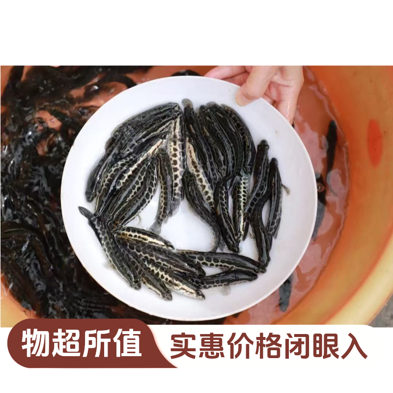 黑鱼财鱼乌鱼生鱼凶猛淡水鱼宠物活体鱼水族活体观赏饲料平替好物