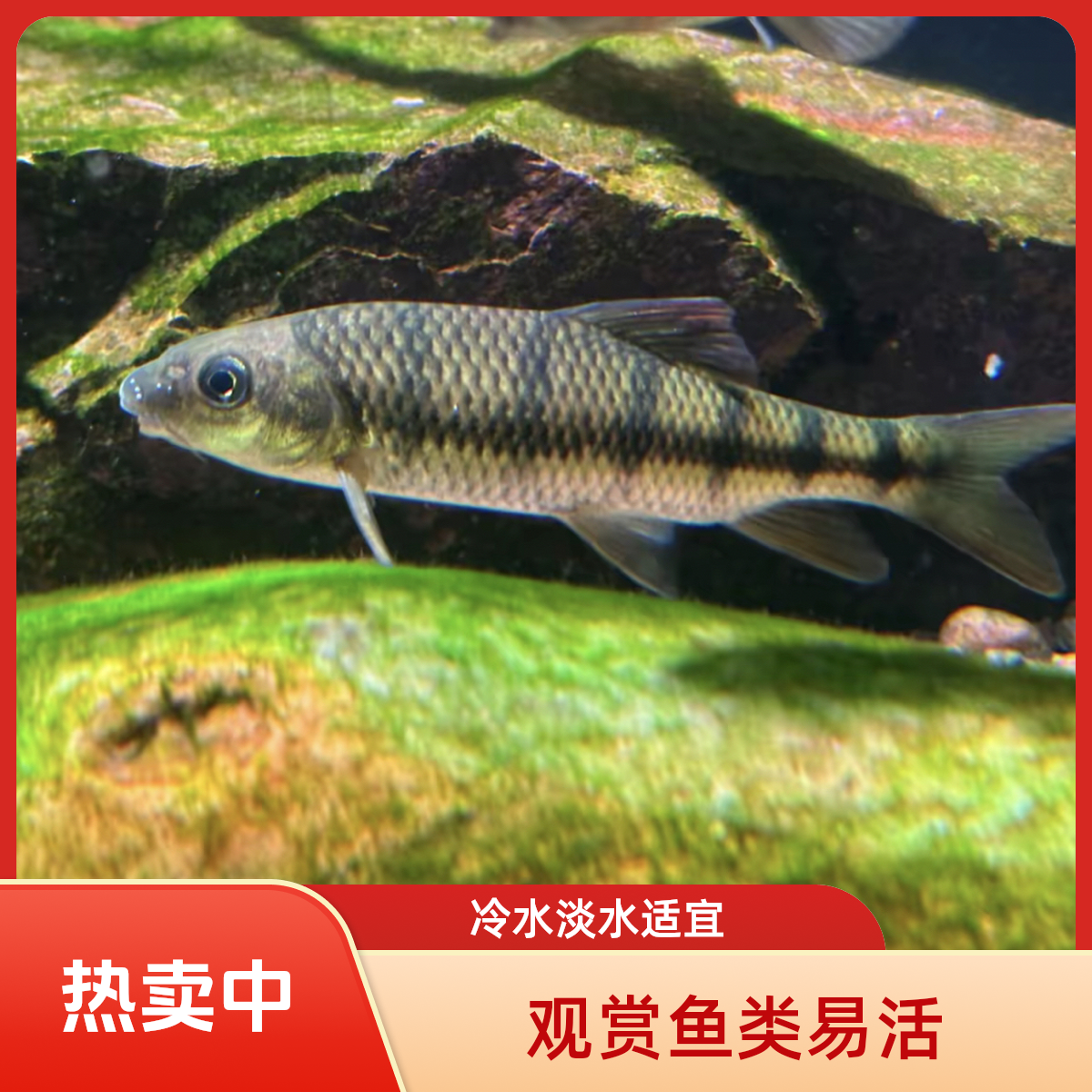 新品网红原生石斑鱼小型观赏养冷水淡水群游易活无需打氧过滤招财