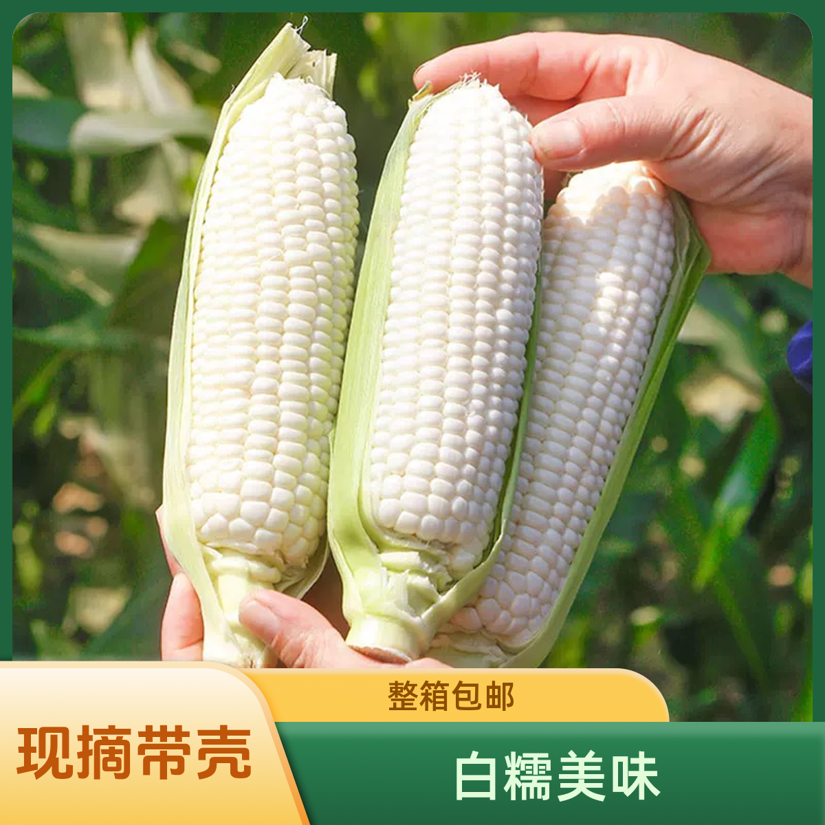 新鲜白糯玉米黏玉米新鲜现摘带壳水果玉米白糯牛奶玉米棒整箱包邮