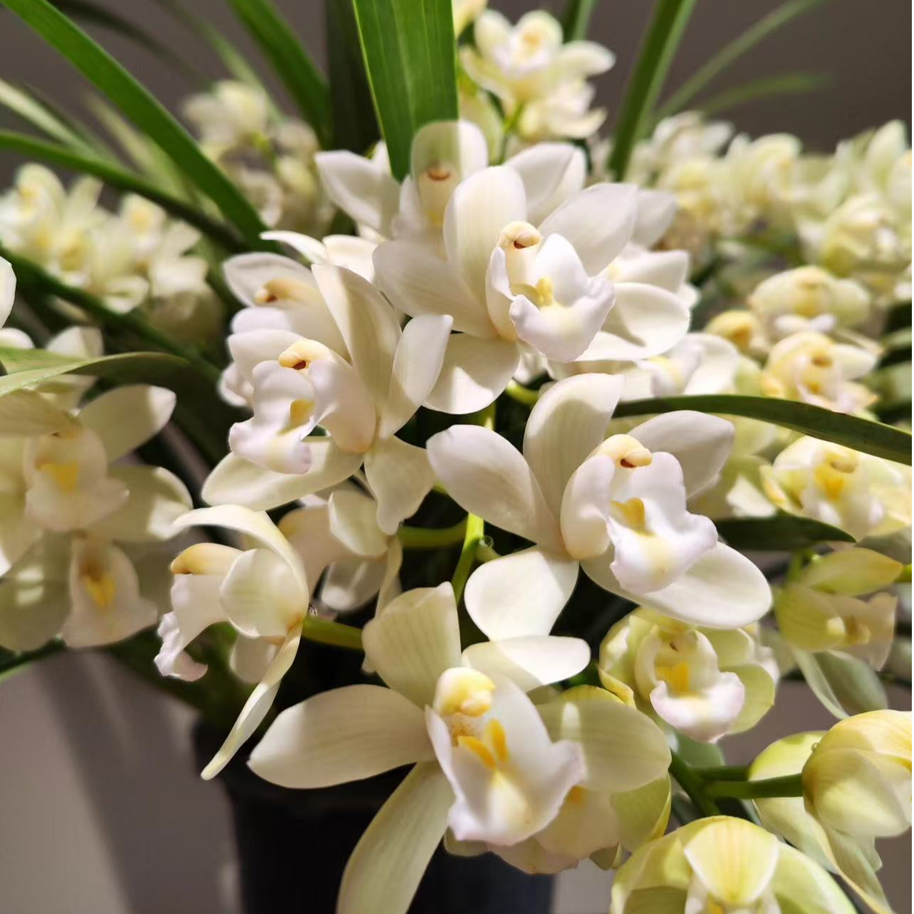 【白玉香兰 】 带盆 发货 大花蕙兰 年宵花 云南直发 