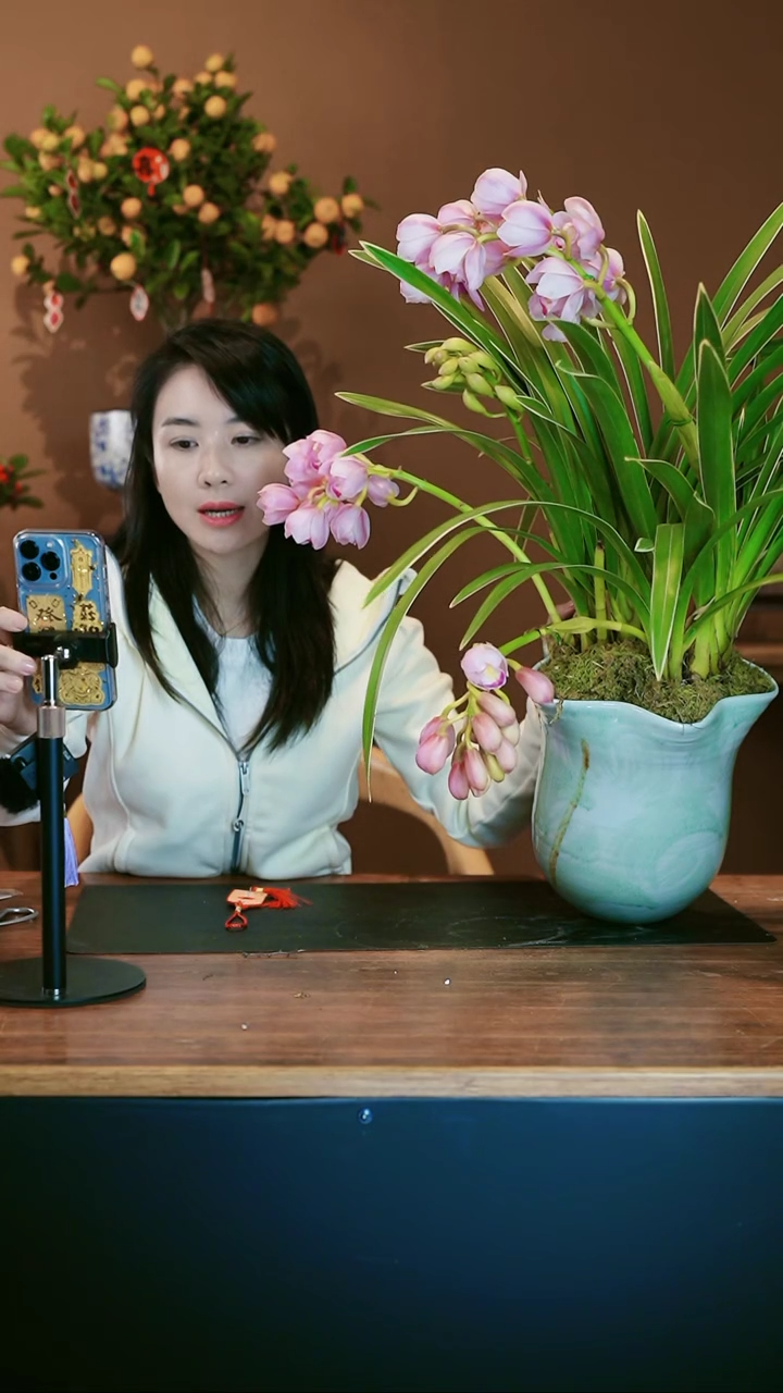 【闪购商品】盆景金边粉珞