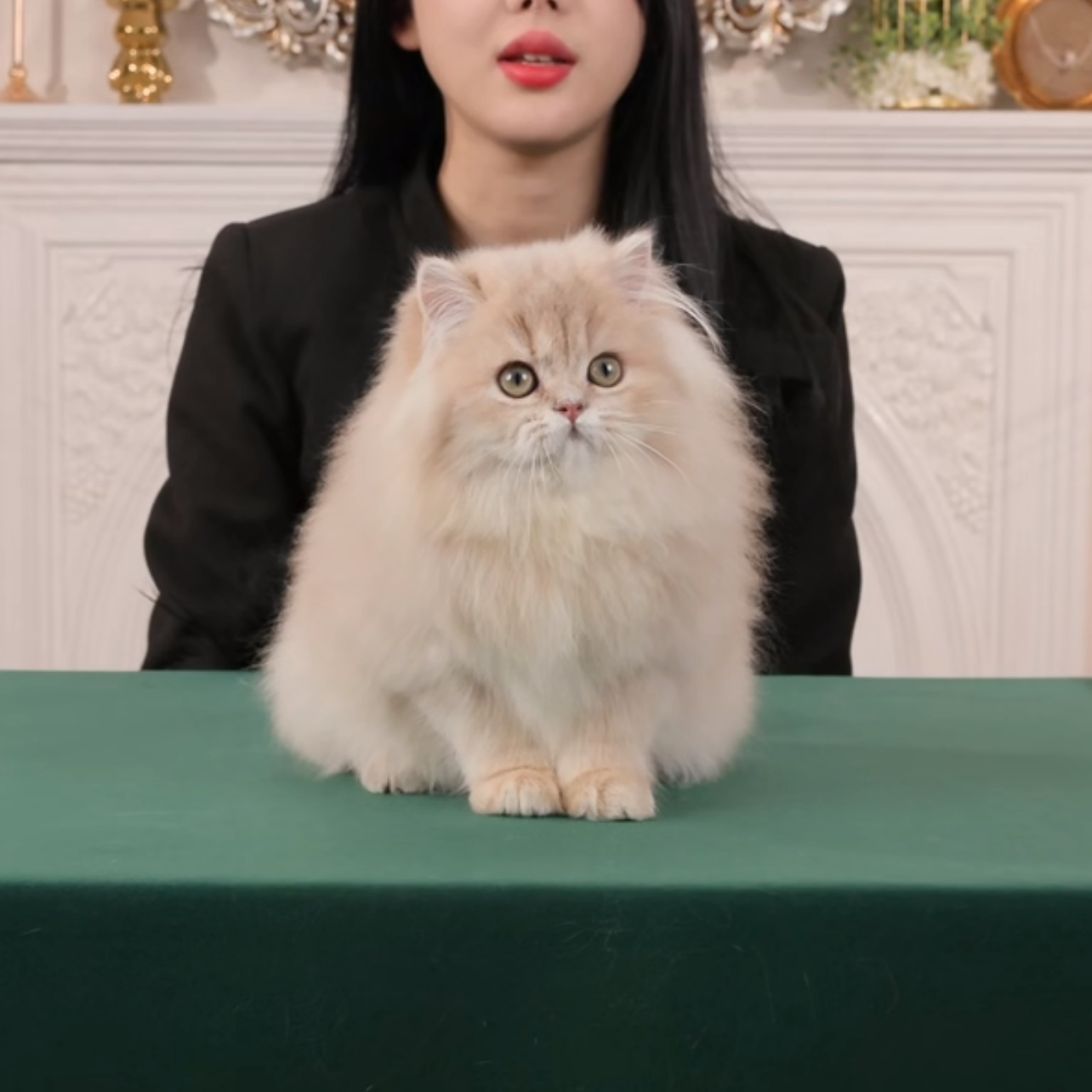 奶油--紫金长毛妹妹猫咪活体【灵犀】