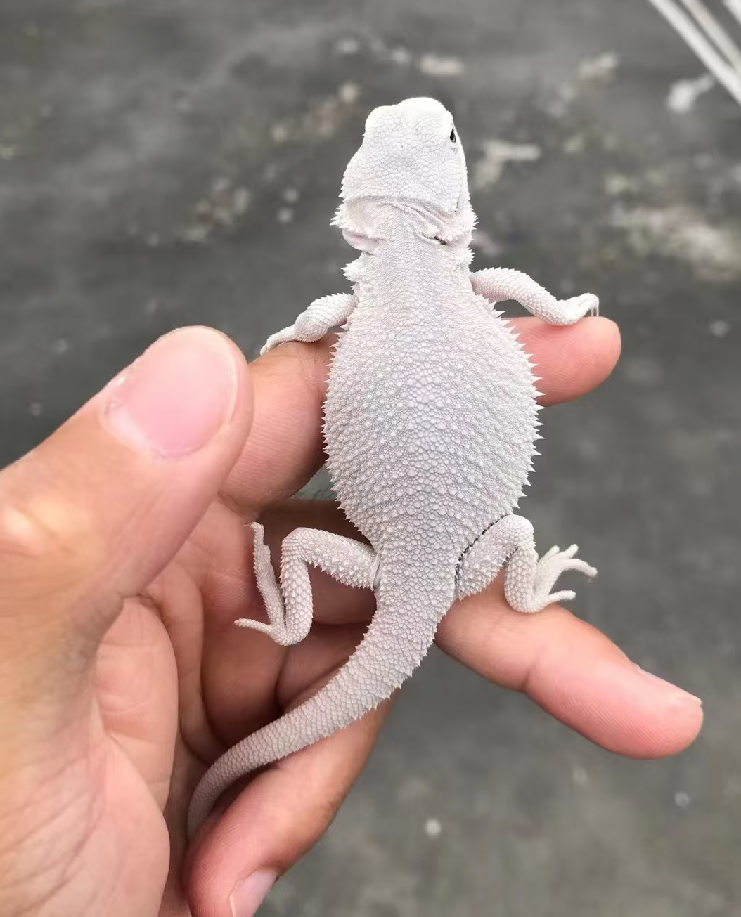 （金都）鬃狮蜥蜴超白色系高端小/大/亚成苗爬宠