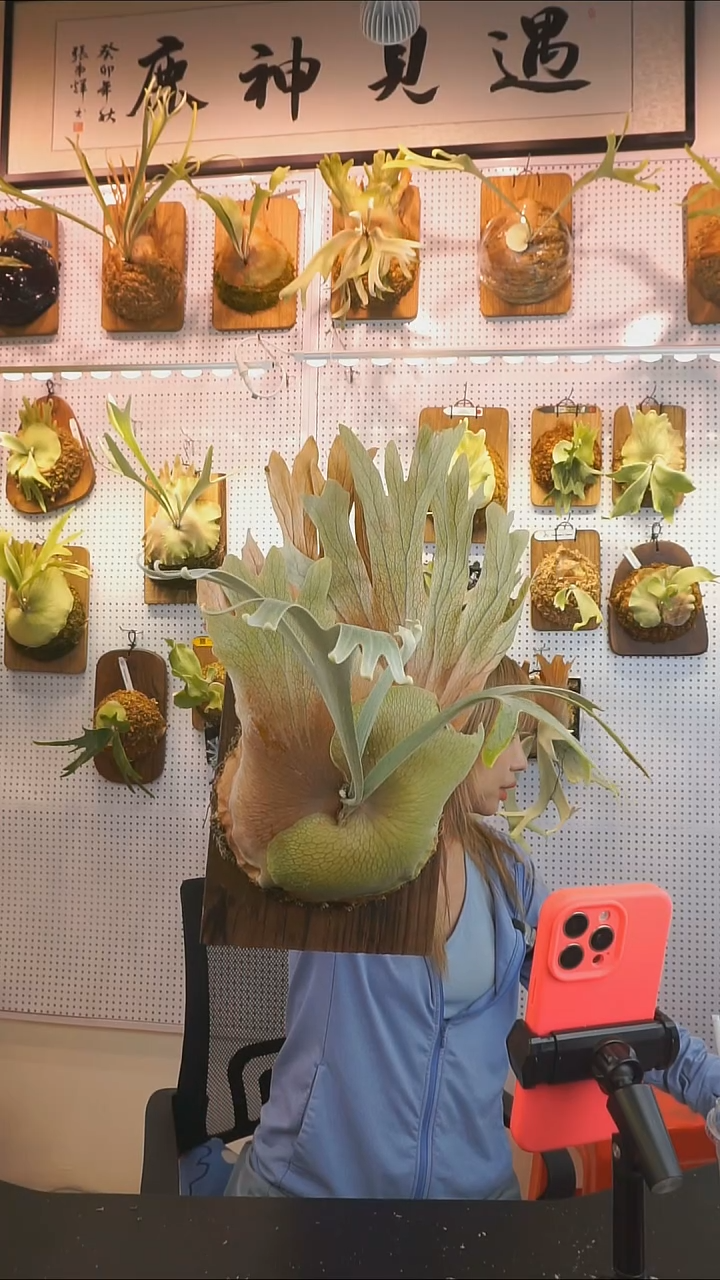 无花朵banna a 巨多测芽