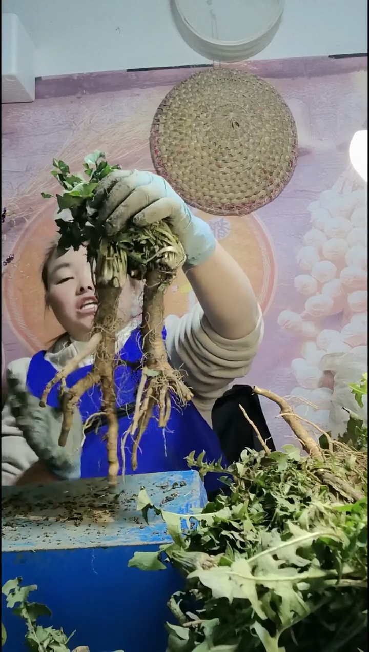 少量花朵（建议范围：2朵-5朵 或40%以下）紫*杰蒲公英