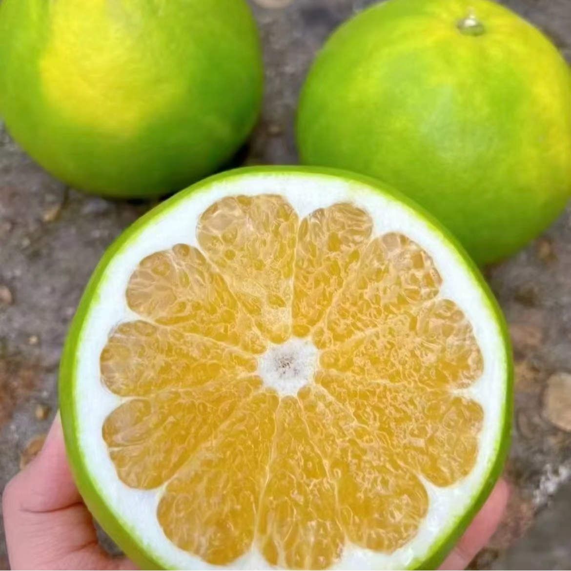 福建青媛翡翠柚清甜多汁新鲜甄选青皮葡萄柚甜蜜正宗