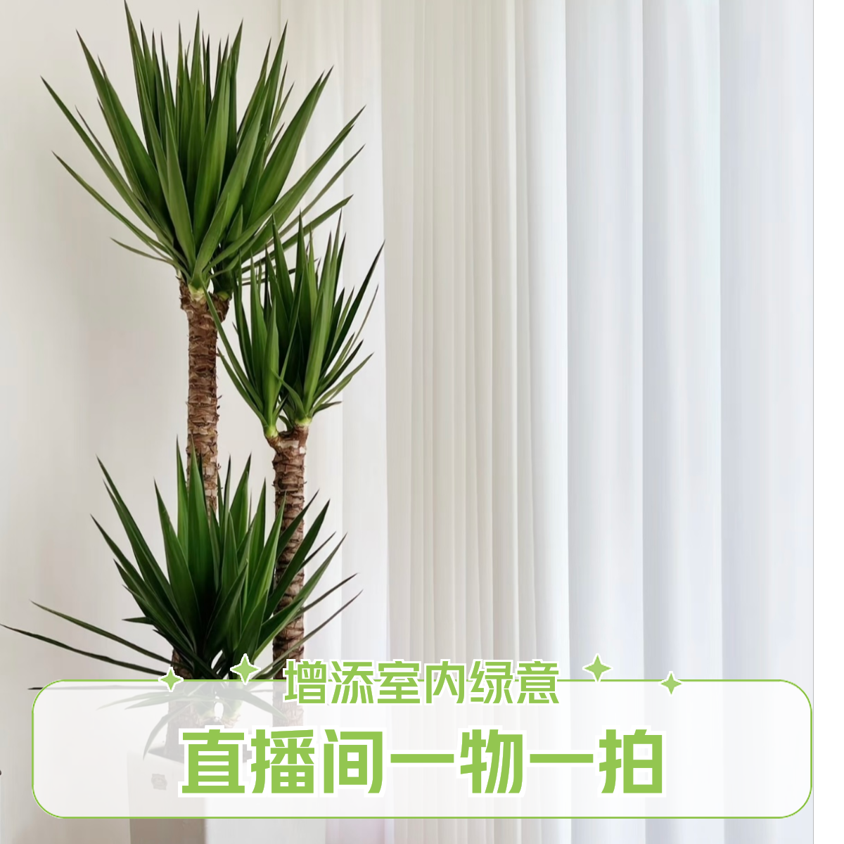 荷兰铁精美大气绿植直播间一物一拍大型观叶赏桩绿植【不含白盆】