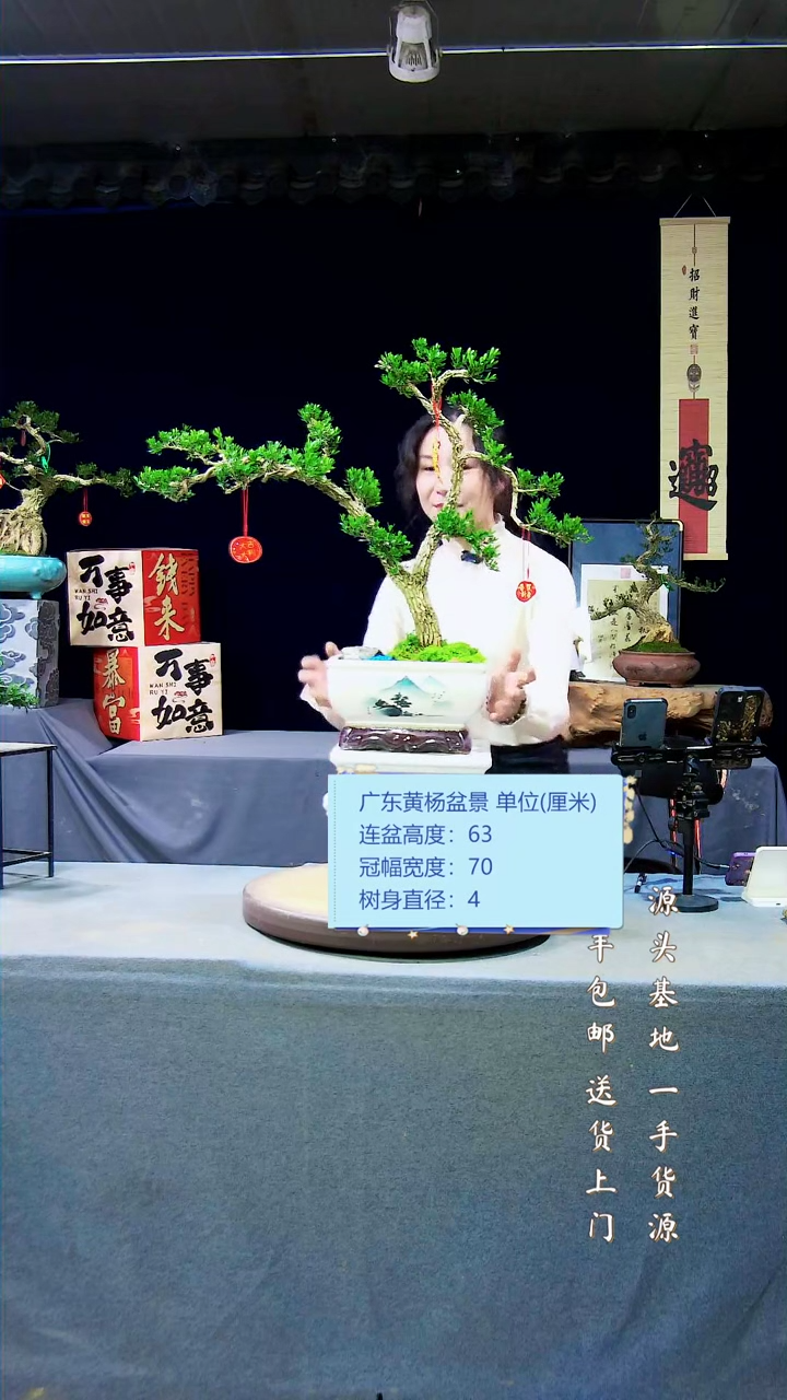 【闪购商品】黄杨盆景黄杨盆景