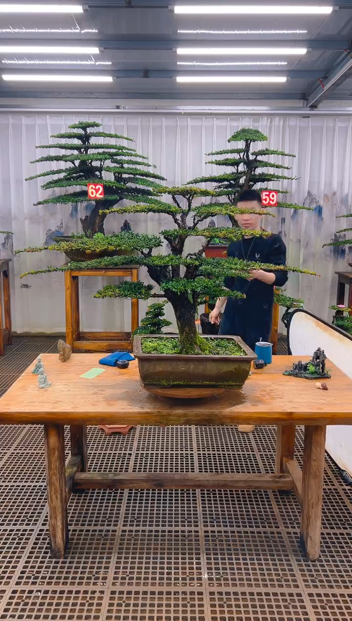 无花朵净精品盆景直播间一物一拍