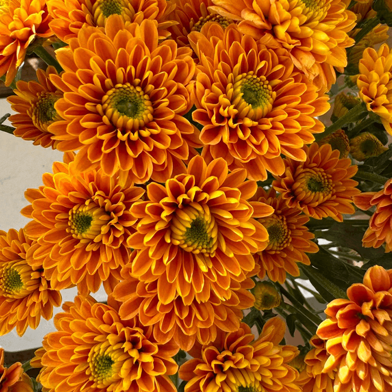 乔尼小雏菊云南基地直发耐热花期长多季节带花苞新手懒人插花