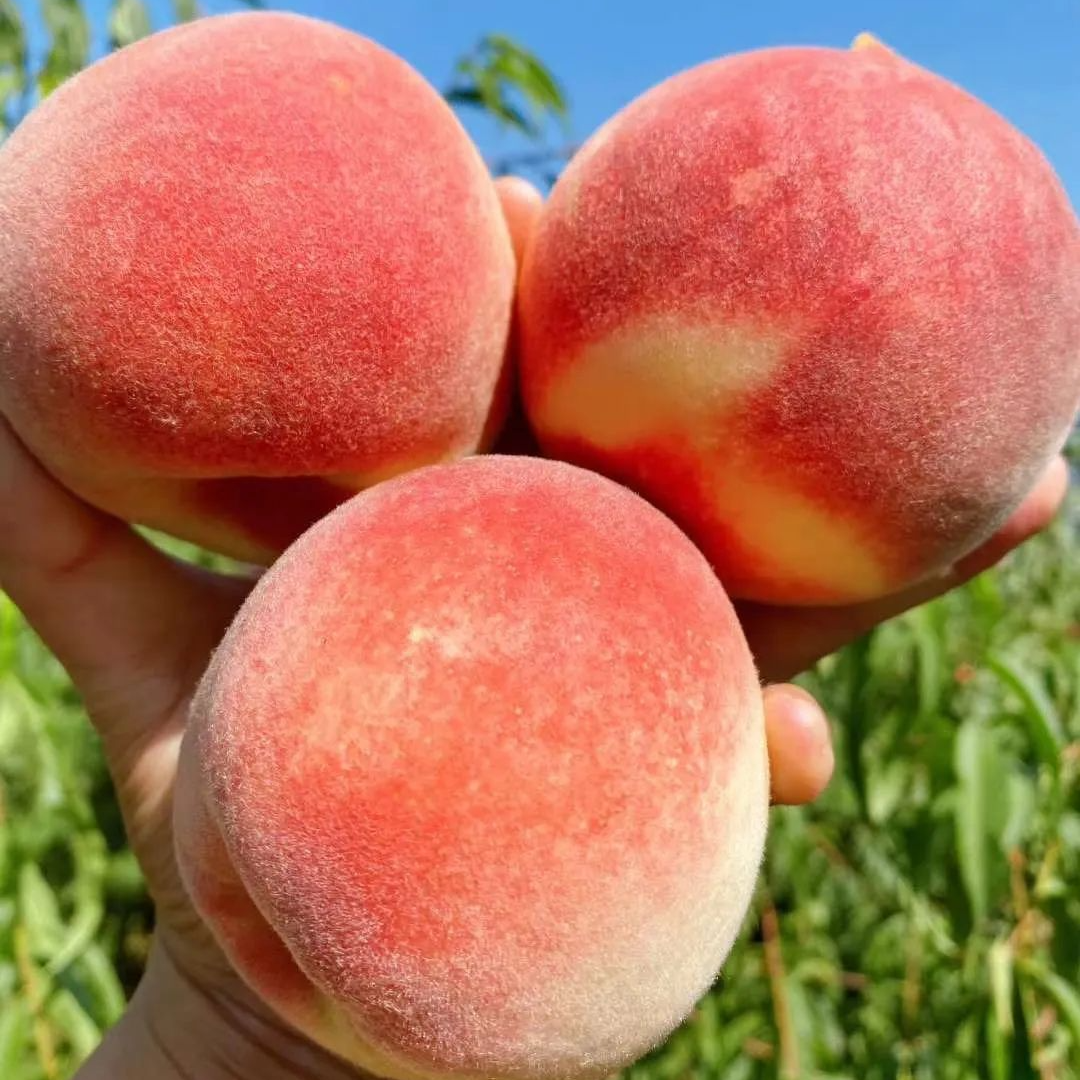 云南大理冬桃新鲜现摘现发高山种植冬雪离核脆甜应季小冬桃鲜果