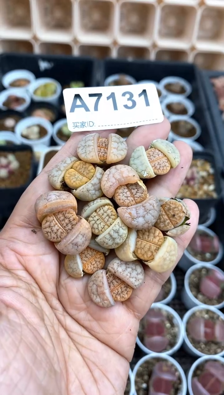 【闪购商品】直播间一物一拍7131