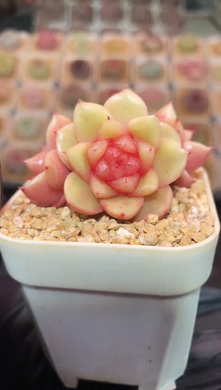 闪购739 玉芷多肉一颗 