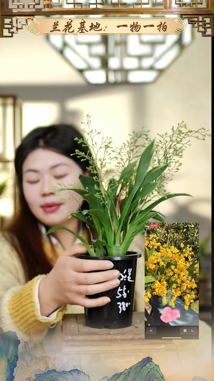 全部花苞星光大道4花苞