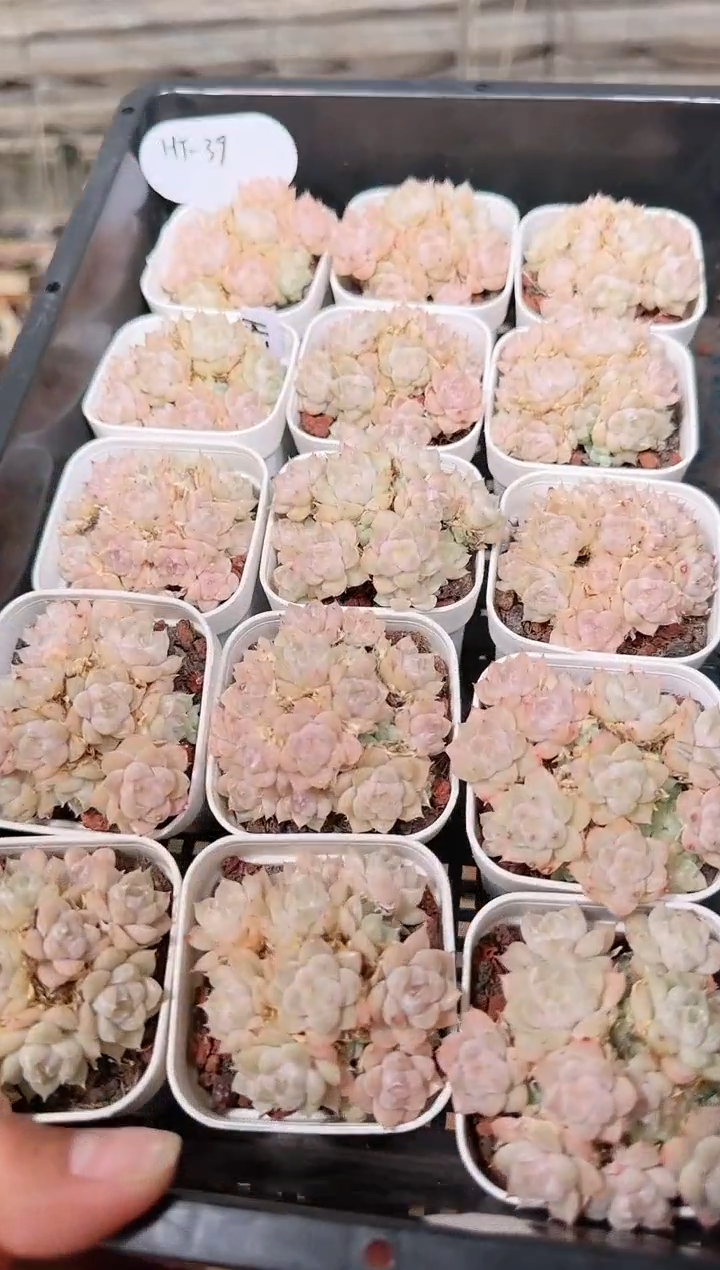 1218-10ht-39多肉量拍任意发一颗群生不包整