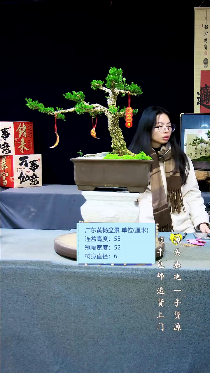 【闪购商品】黄杨盆景黄杨盆景