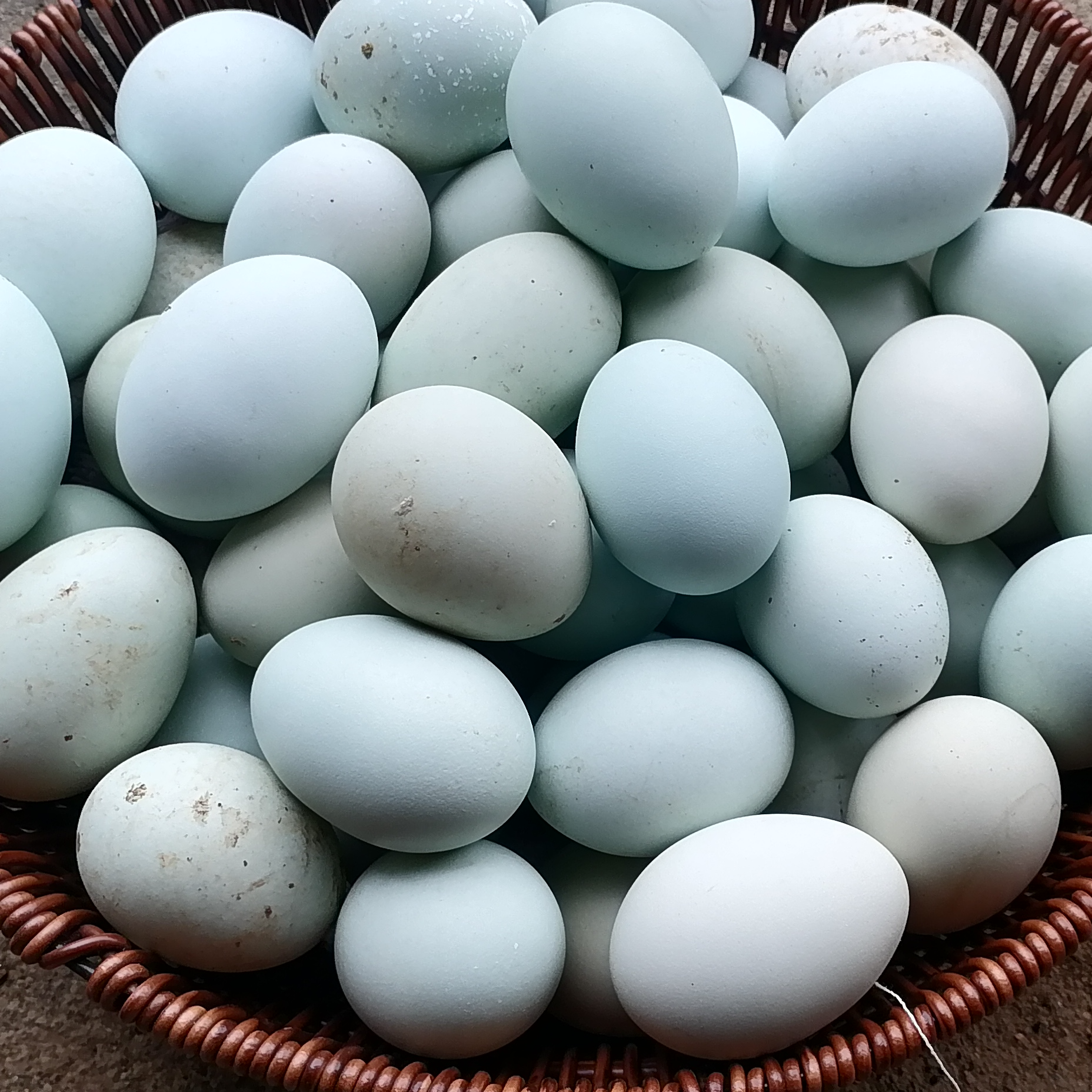 五黑鸡绿壳鸡蛋现捡现发【30枚顺丰包邮】