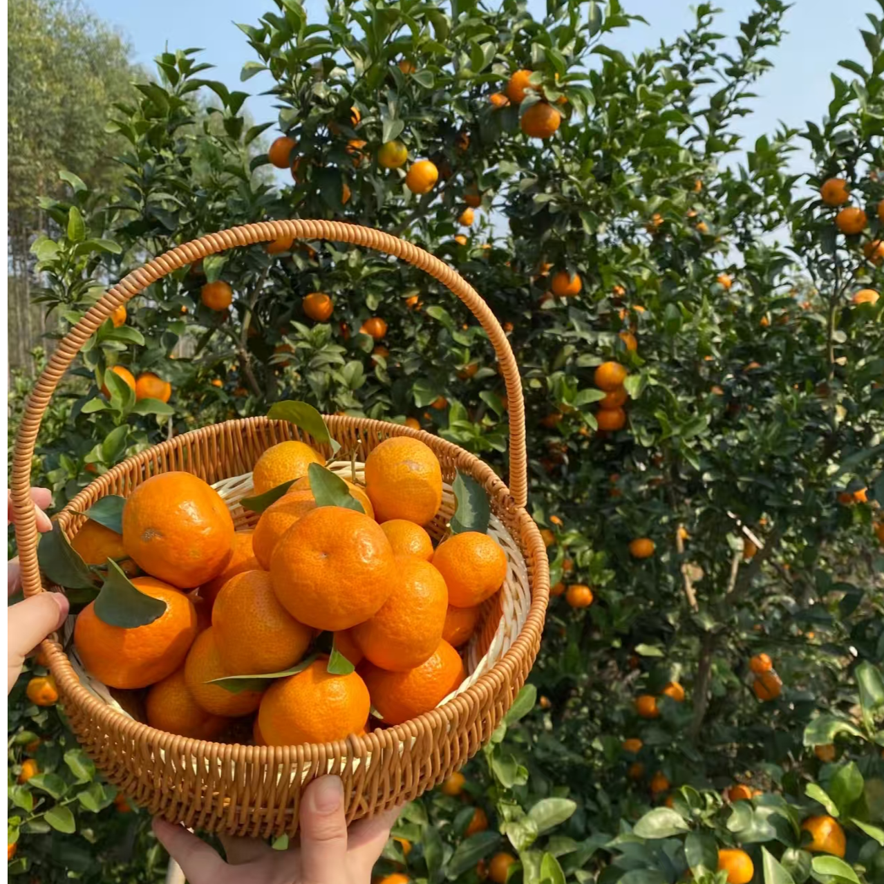 广西桂林砂糖橘皮薄肉厚汁水足新鲜采摘正宗老砂糖橘应季鲜果