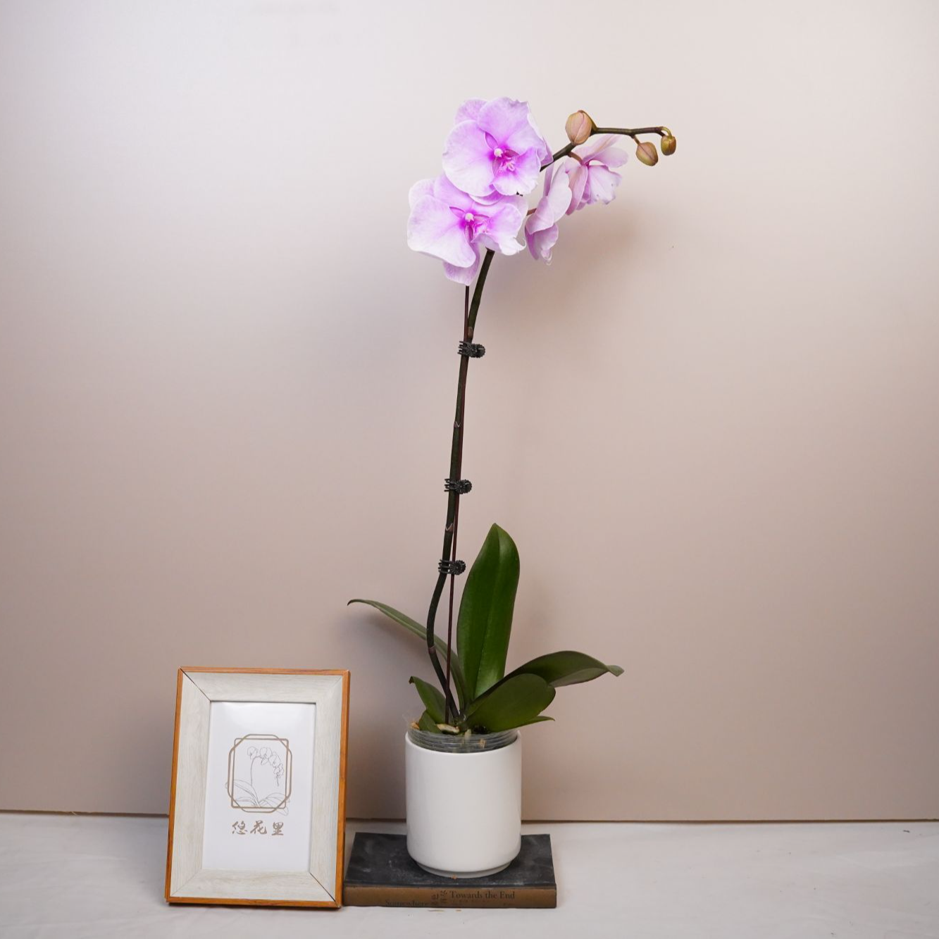 朝暮里蝴蝶兰（迷雾全花）开花珠发货