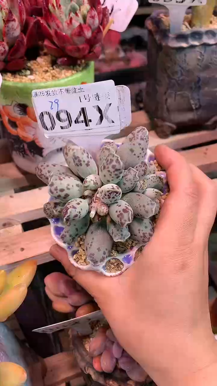 【闪购商品】094XXX