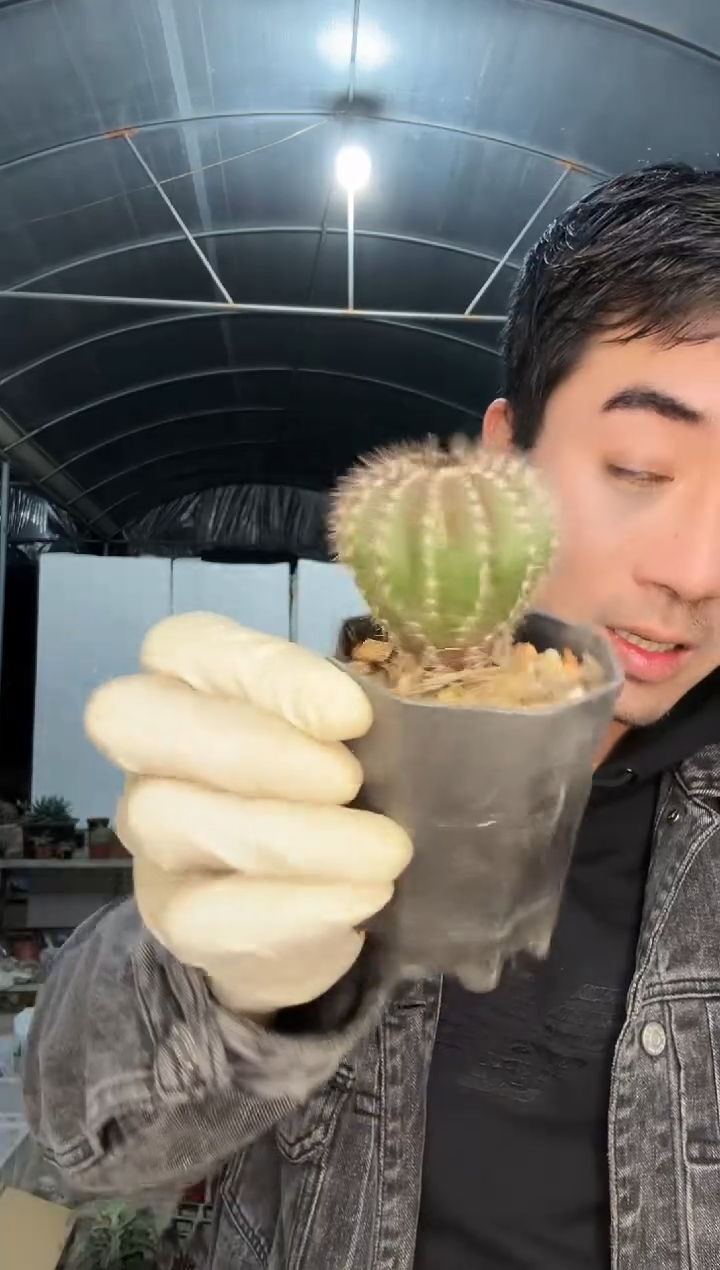 【闪购商品】尤伯球大