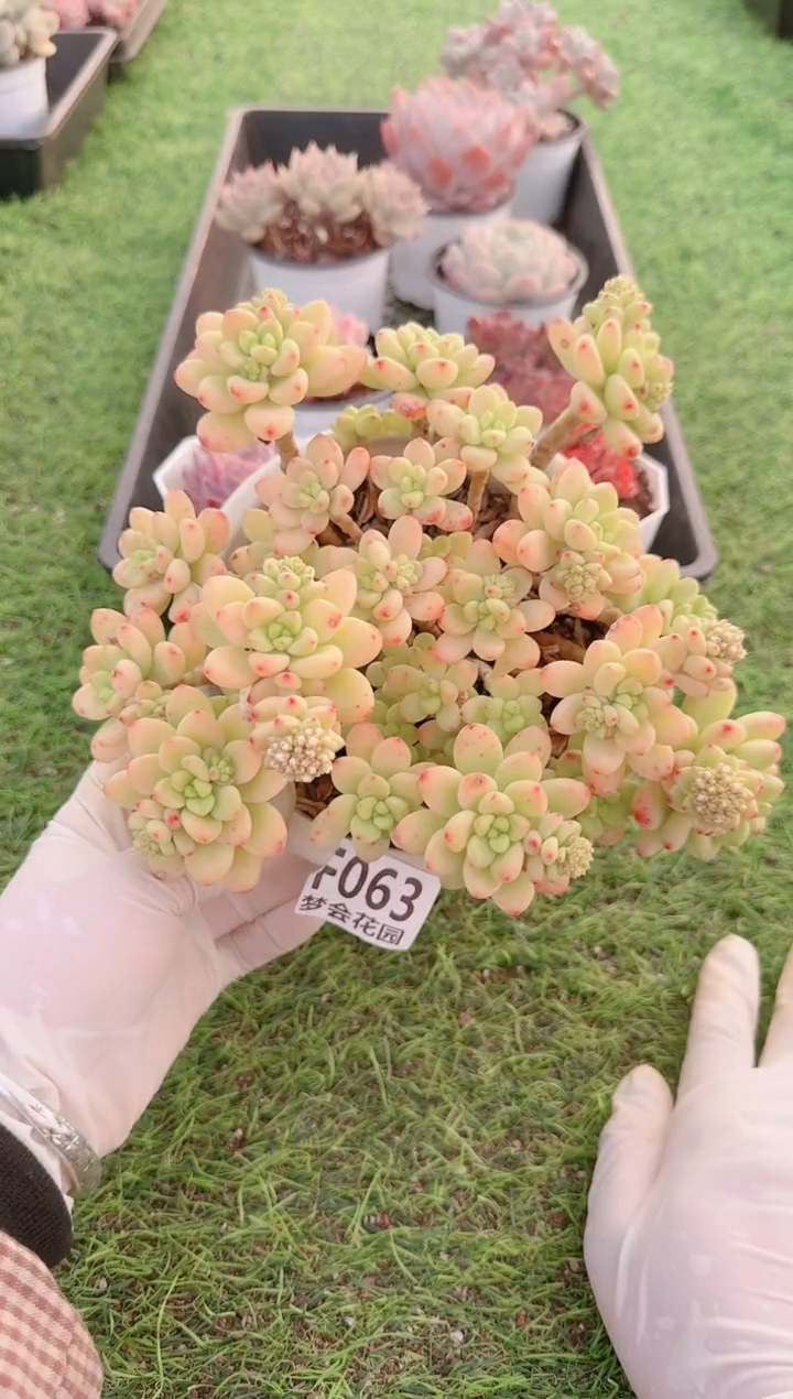 【闪购商品】梦会多肉一物一拍