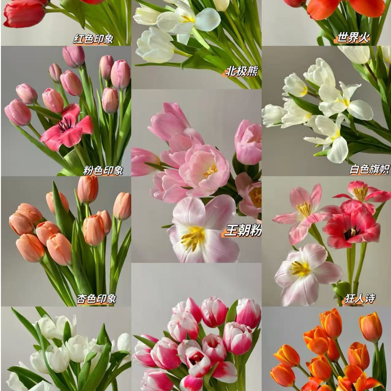 【一单不售后|郁金香】新手友好 花期长  高端小众 鲜切花