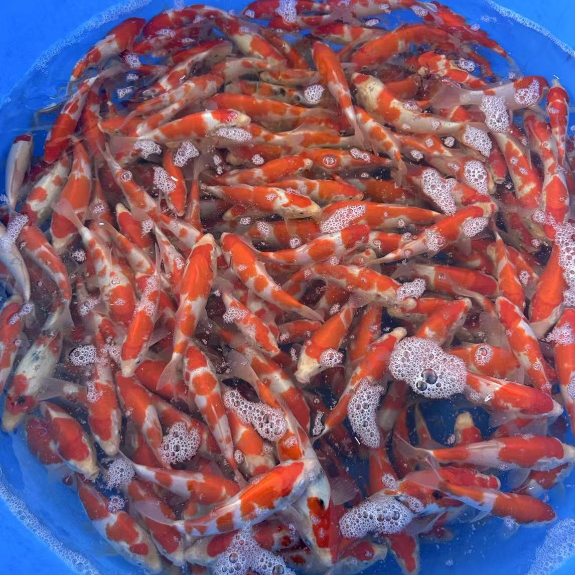 铭鲤专场，御四家，大三家！