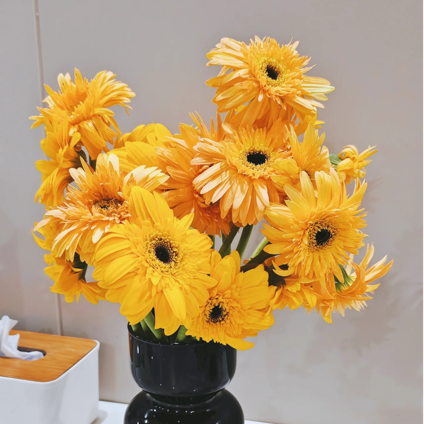 【W】非洲菊随机色10枝25~30CM