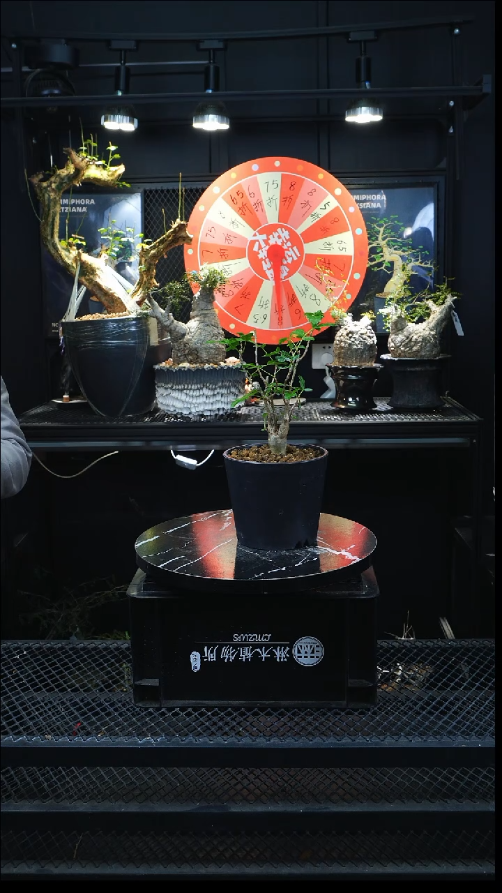 J****g沃德瑞橄榄带盆发货