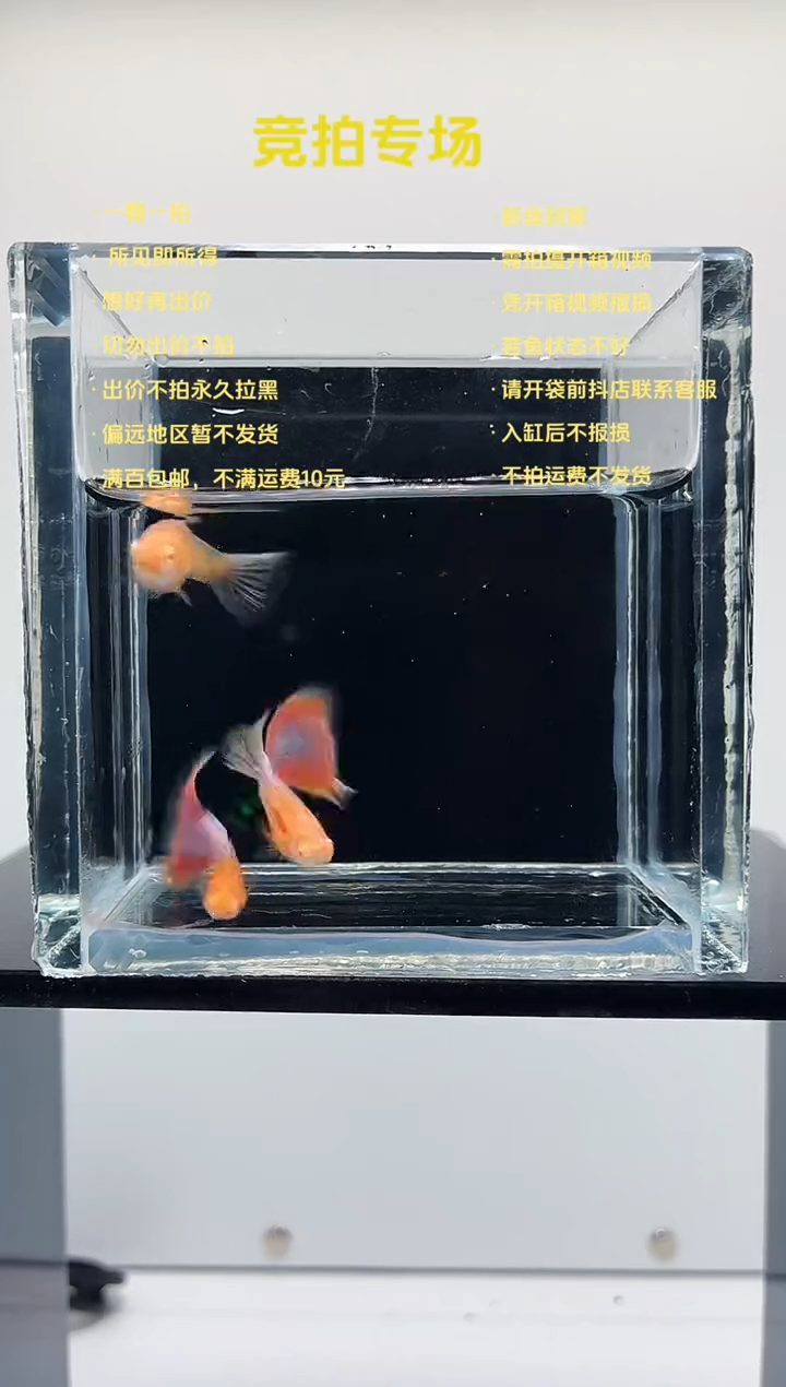 孔雀鱼天使彩虹两公一母-78