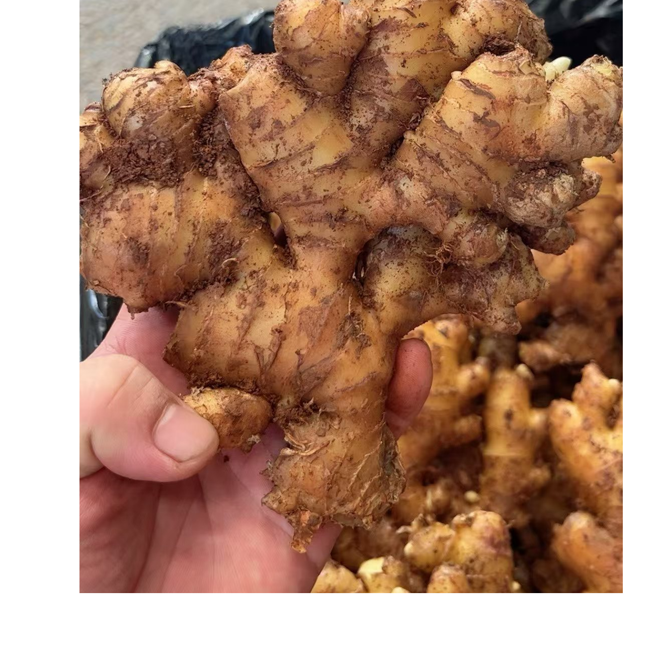 【幺妹】 代收农家小黄姜