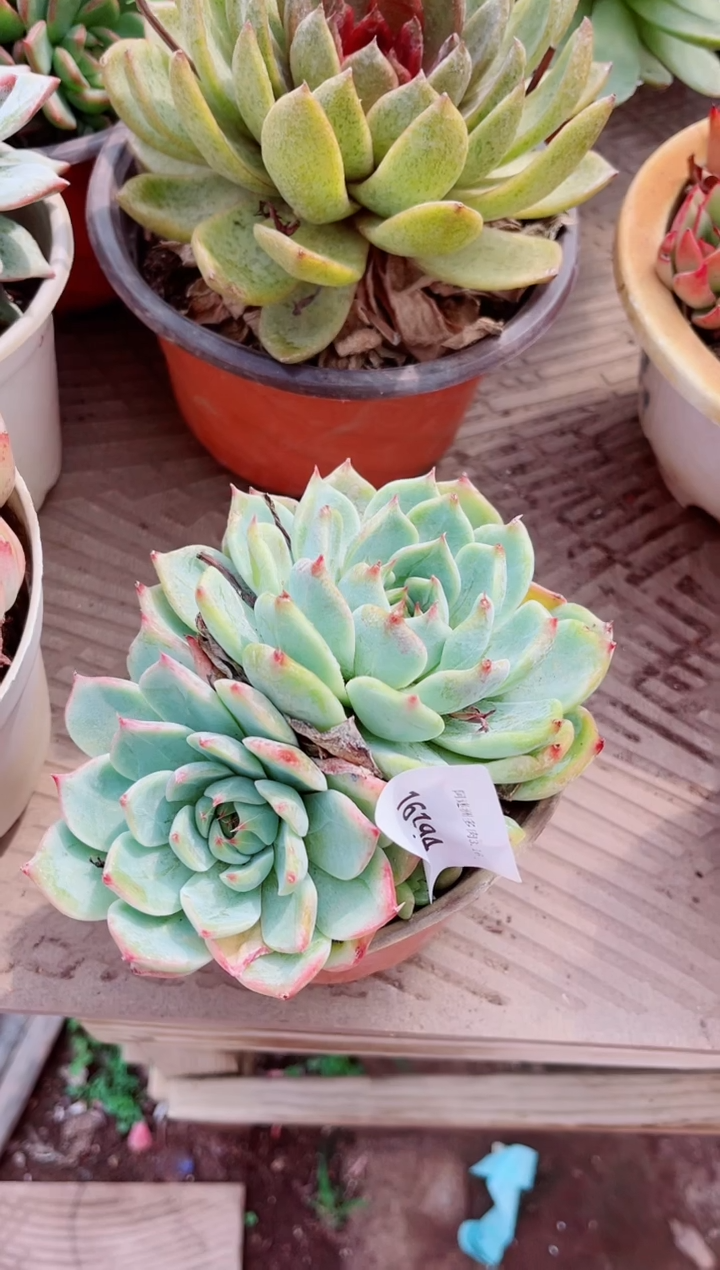 你****干16194多肉植物一物一拍