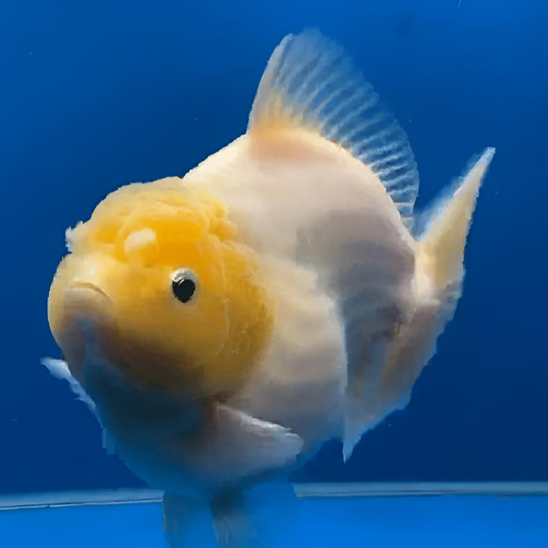 金鱼缸养冷水鱼好看耐观赏鱼小金鱼泰狮金鱼改价专用 