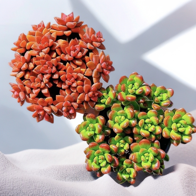 碰碰香搭配小桃红多肉植物组合适合室内外新手养护带养殖盆土发货