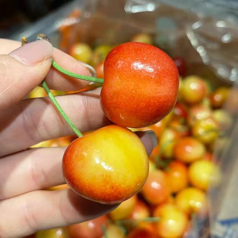 智利空运小金鱼皇家雷尼尔 2J/4.4斤黄色车厘子 内附果径卡