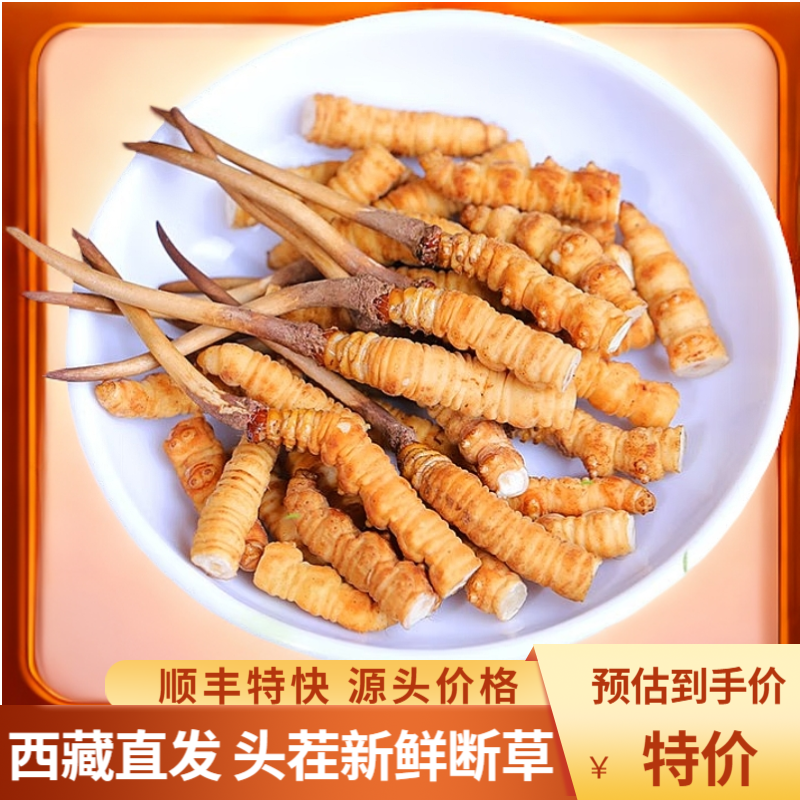 西藏正宗头茬新鲜冬虫夏草高海拔新鲜虫草自吃实惠大断草甄选品质