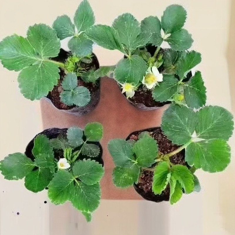 奶油草莓苗四季阳台盆栽红颜草莓秧苗裸根苗南北方种植当年可结果