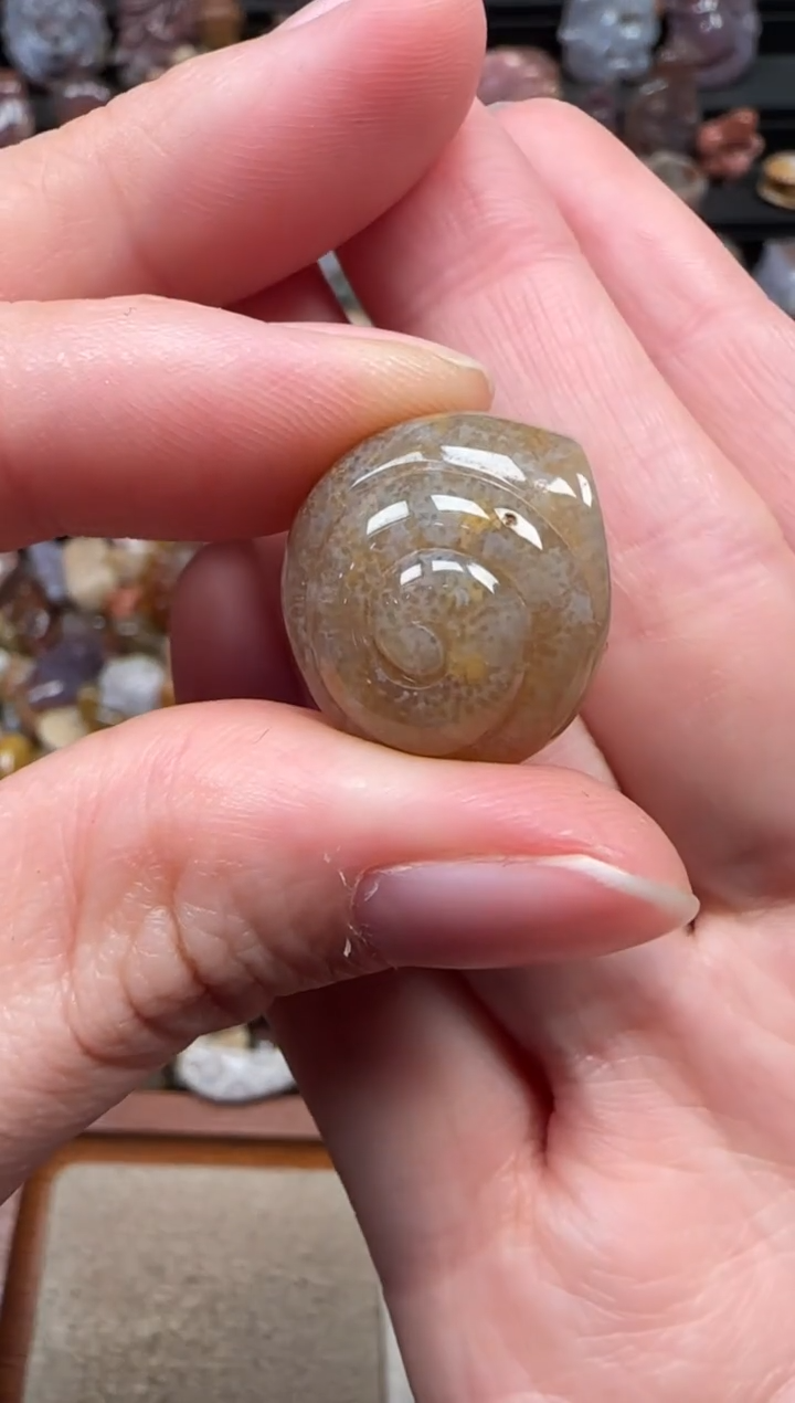 颈饰未镶嵌硅化珊瑚（珊瑚玉）288