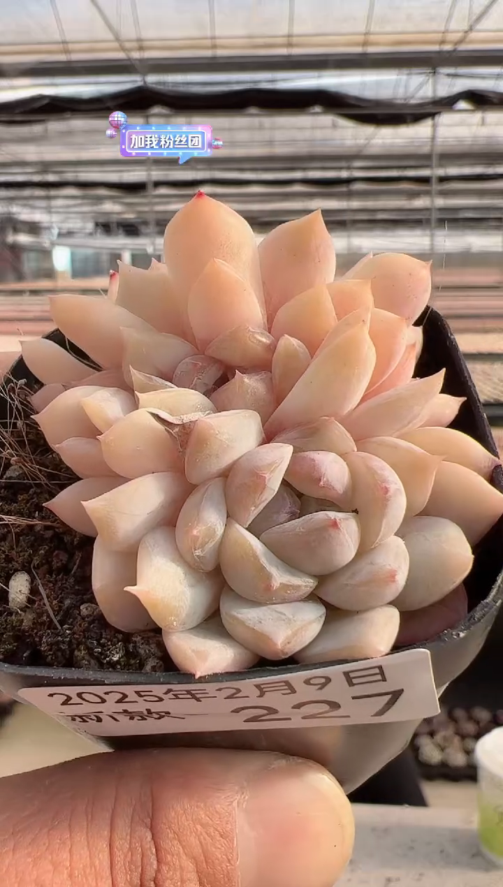 【闪购商品】新款多肉-227