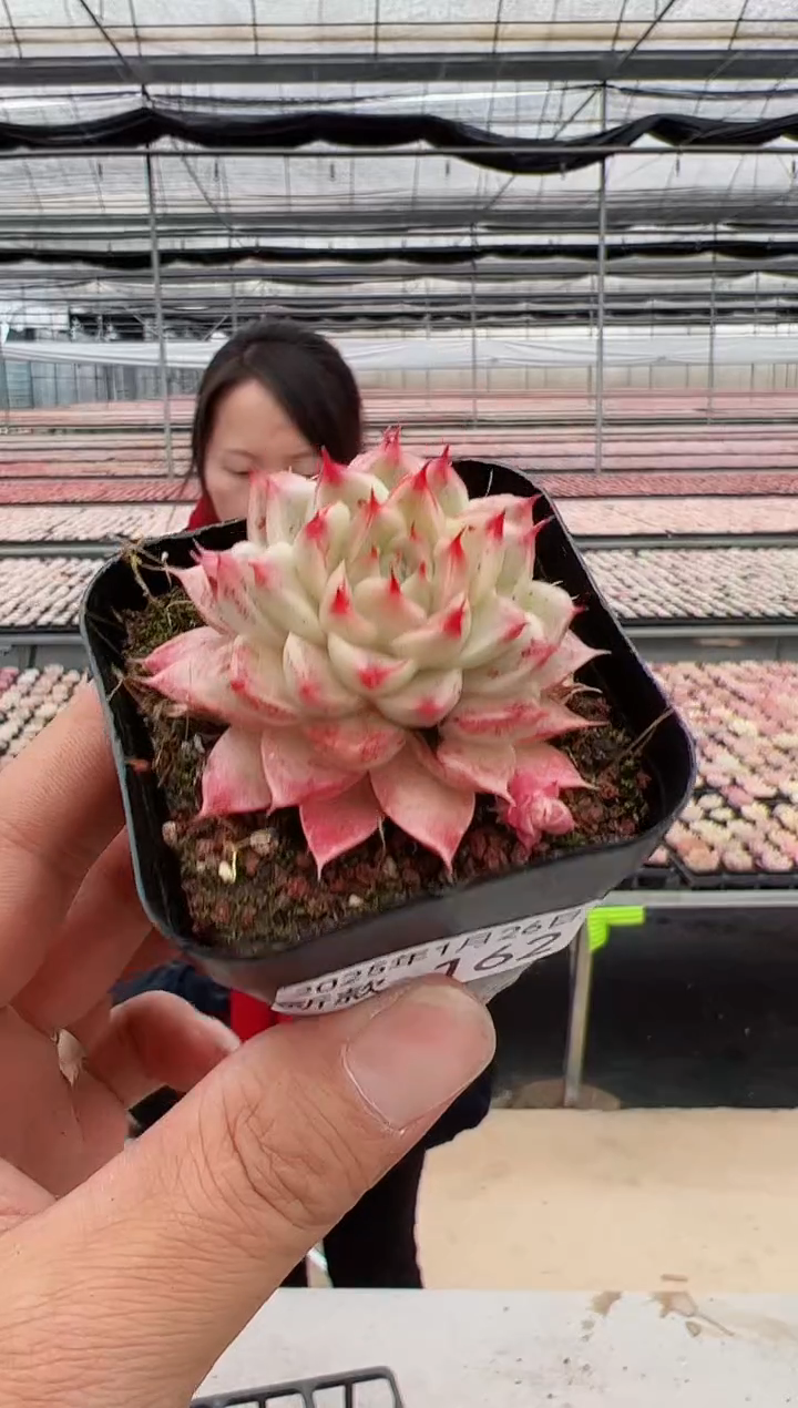 【闪购商品】新款多肉-162