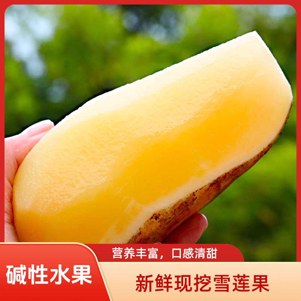 【碱性水果】云南高原山红泥沙雪莲果新鲜黄心应季碱性低糖水果包邮
