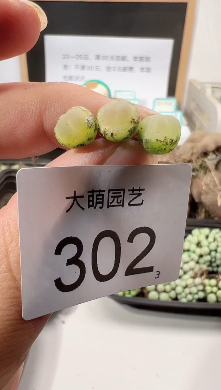 【闪购商品】++++302