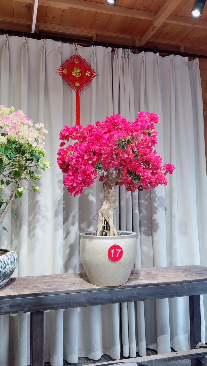 【闪购商品】盆景甜西瓜