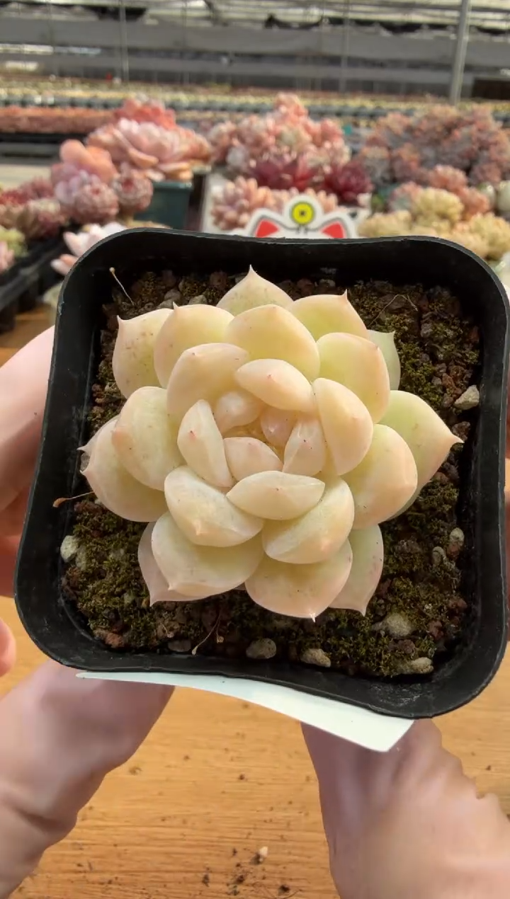 东云多肉园三店-17