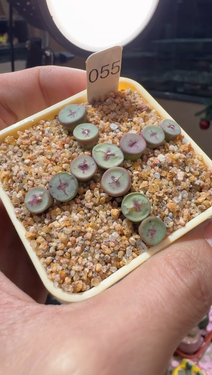 214多肉植物肉锥十字纽扣一颗