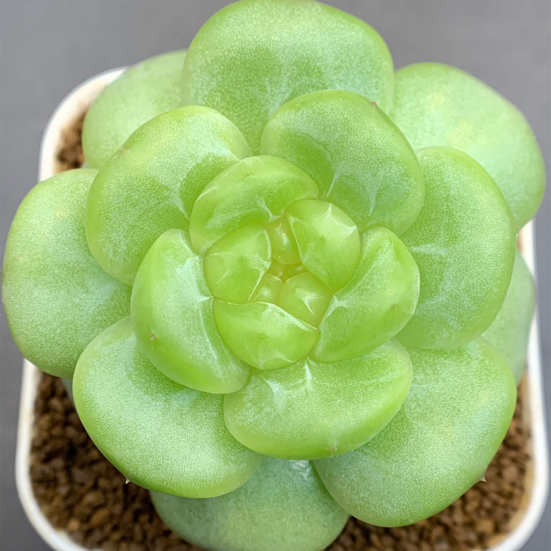 特价链接1 h021-h032 特价框 11/11 花意匠 加入购物车可查看回放