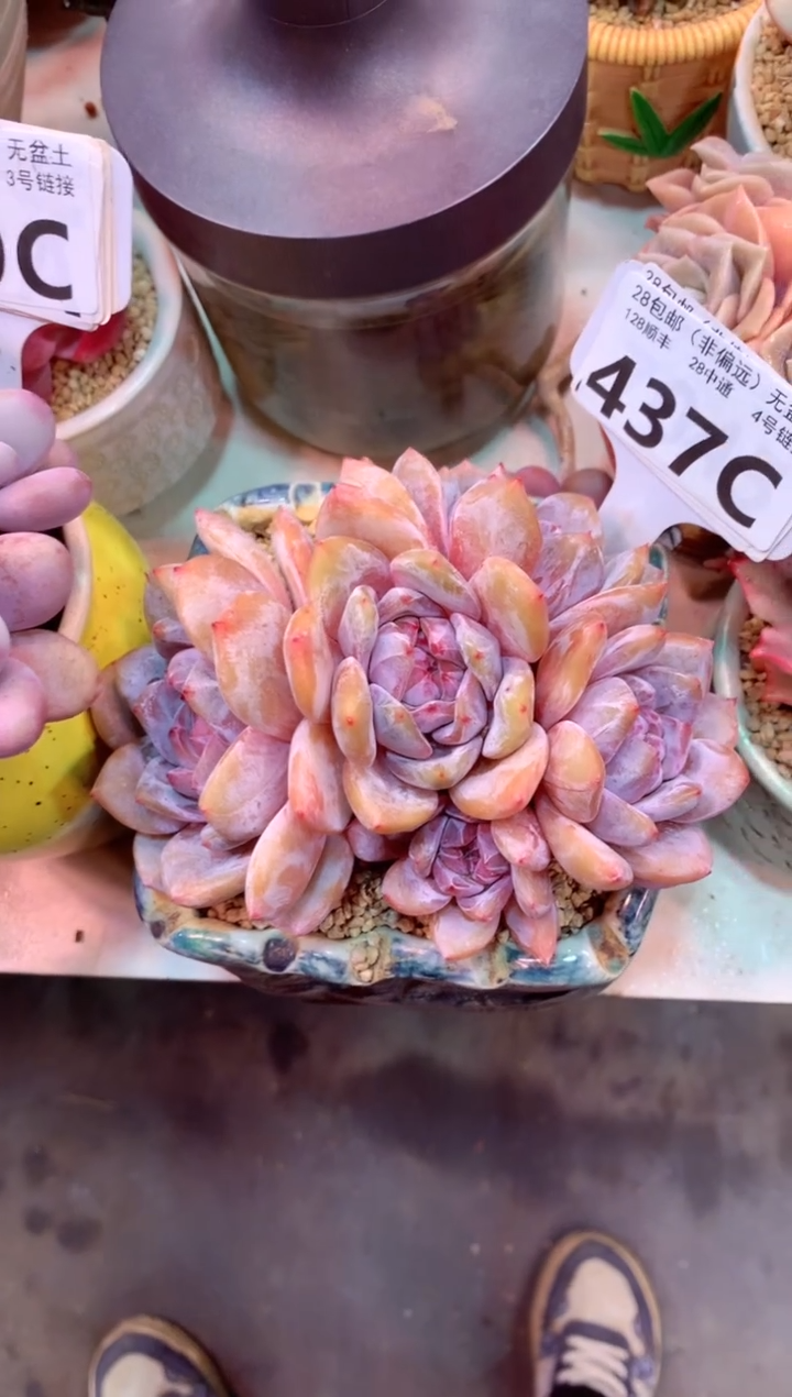 437C（一物一拍，精品多肉，w所见即所得 ）