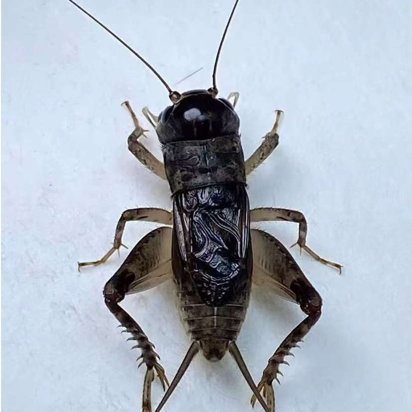 6号链接（80链接）蟋蟀